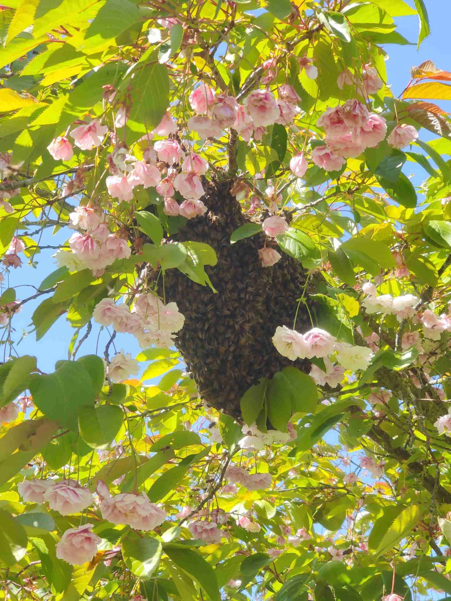 Swarming season is here again!