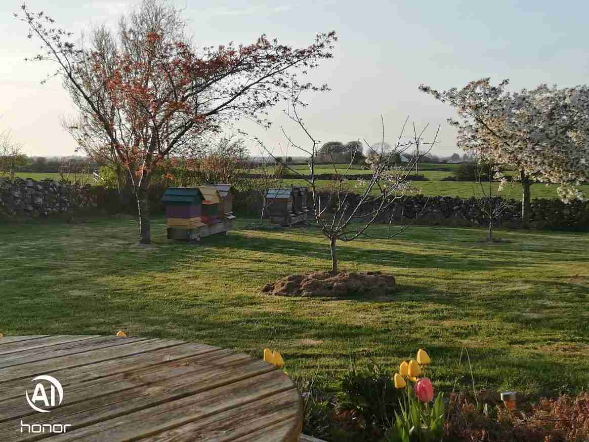 A garden view busy bees