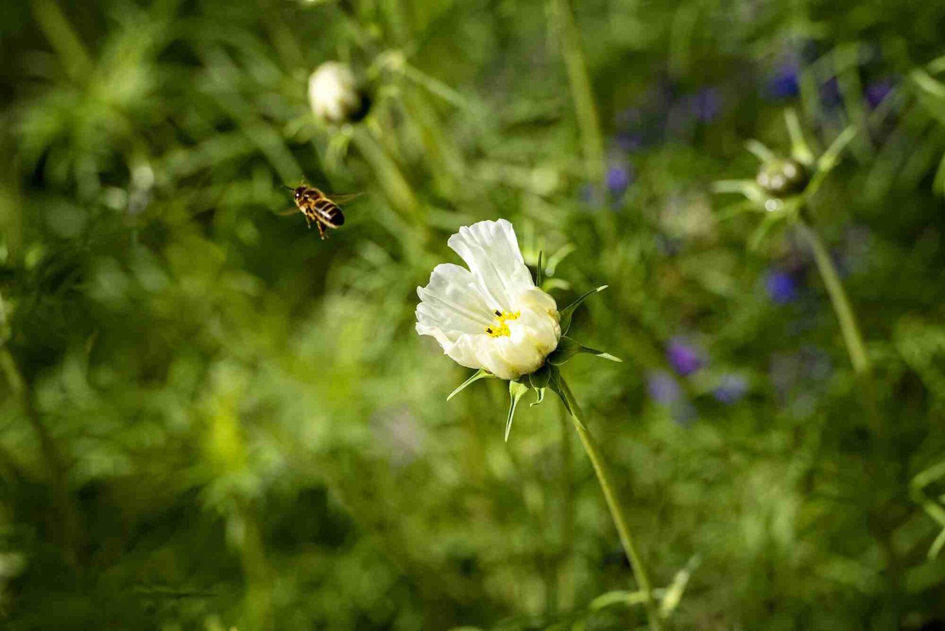Flowers to plant for the bees