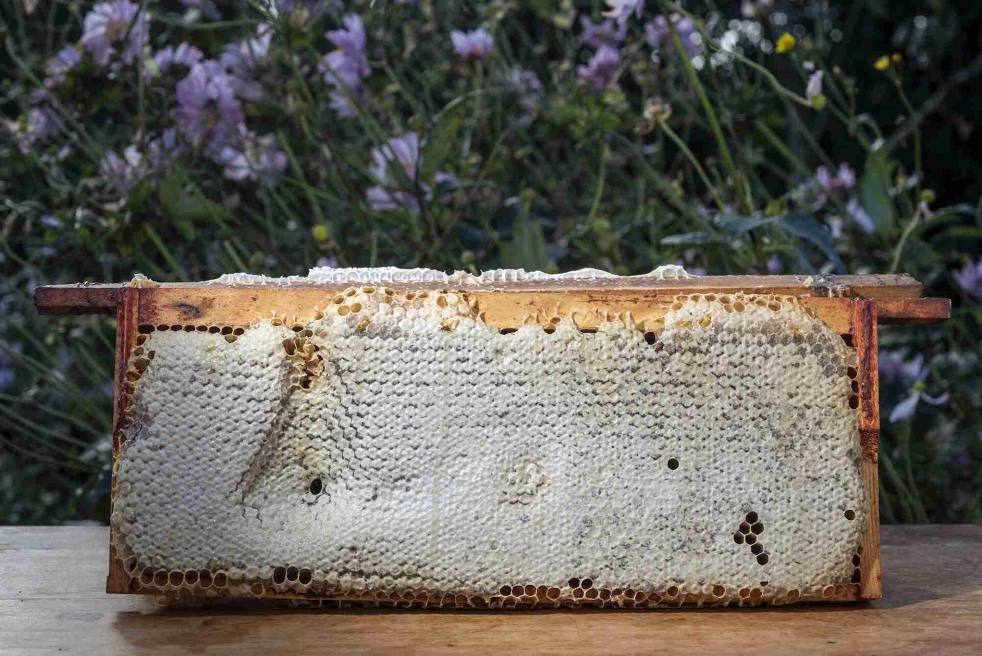 Bee happy with Chef Sean Smith