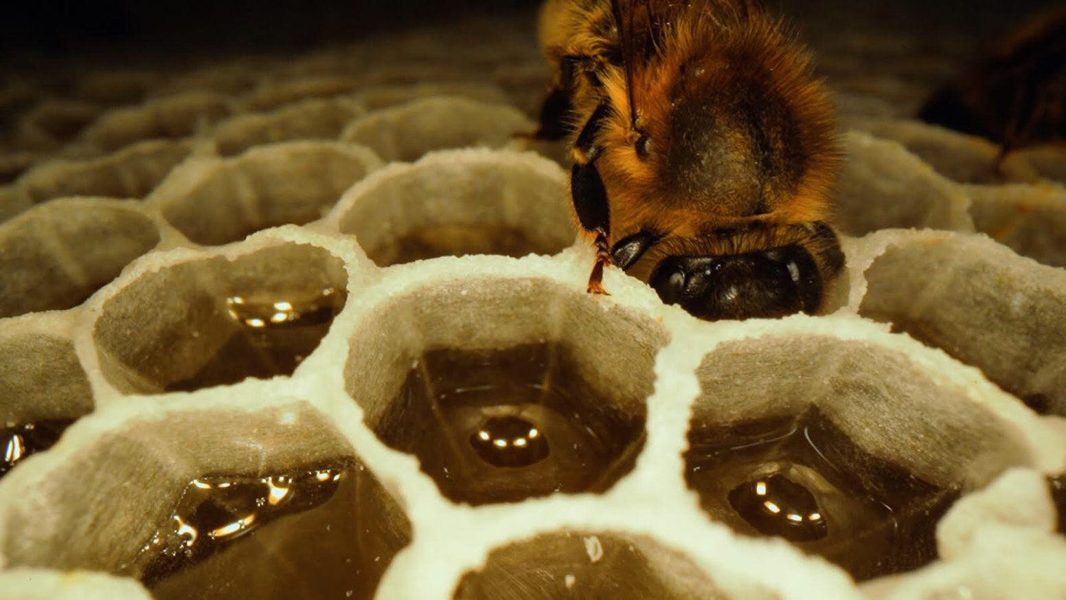 Honey is a useful sweetener